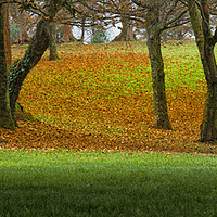 Buy canvas prints of Autumn greens and orange by Leighton Collins