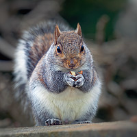 Buy canvas prints of Eastern tree squirrel eating peanuts by Leighton Collins