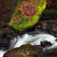 Buy canvas prints of Moss covered stone by Leighton Collins