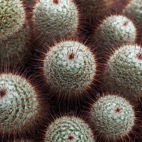 Buy canvas prints of Silken pincushion cactus by Leighton Collins