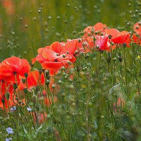 Buy canvas prints of Poppies and flaxseed by Leighton Collins