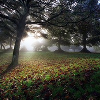Buy canvas prints of Misty morning at Ravenhill Park by Leighton Collins