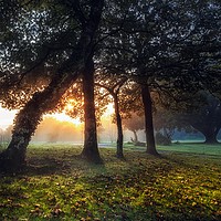 Buy canvas prints of Sunrise at Ravenhill Park by Leighton Collins