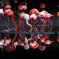 Buy canvas prints of Flamingos using an oil painting filter by Leighton Collins