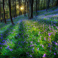 Buy canvas prints of Bluebell sunset at Margam woods  by Leighton Collins