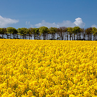 Buy canvas prints of Rapeseed horizon by Leighton Collins