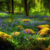 Buy canvas prints of Woodland British Bluebells by Leighton Collins