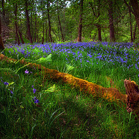 Buy canvas prints of Bluebells and a fallen tree by Leighton Collins