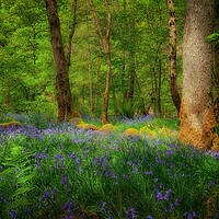 Buy canvas prints of Mystical woodland by Leighton Collins