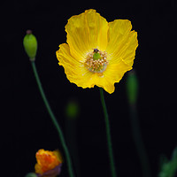 Buy canvas prints of Welsh poppies by Leighton Collins