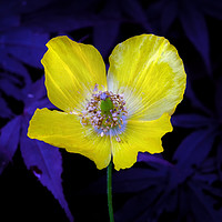 Buy canvas prints of Yellow Welsh poppy by Leighton Collins