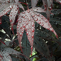 Buy canvas prints of Water on a Crimson Acer leaf by Leighton Collins