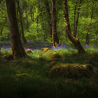 Buy canvas prints of Bluebells and moss covered stones by Leighton Collins
