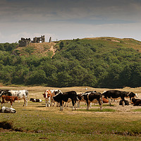 Buy canvas prints of Cows grazing under Pennard Castle by Leighton Collins