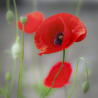 Buy canvas prints of Red Poppies  by Leighton Collins