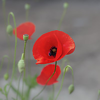 Buy canvas prints of Red Poppy by Leighton Collins