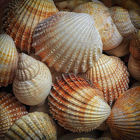 Buy canvas prints of A collection of sea shells by Leighton Collins