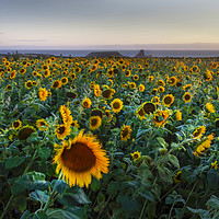Buy canvas prints of Sunflowers at Rhossili by Leighton Collins