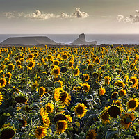 Buy canvas prints of Sunflowers at Worms Head by Leighton Collins