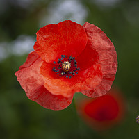 Buy canvas prints of The Red Poppy  by Leighton Collins