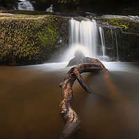 Buy canvas prints of The tree branch at Blaen y Glyn Waterfalls by Leighton Collins