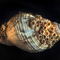 Buy canvas prints of Common whelk and barnacles by Leighton Collins