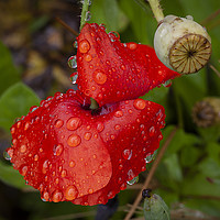 Buy canvas prints of Raindrops on a Red Poppy by Leighton Collins