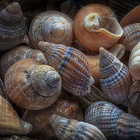 Buy canvas prints of Netted dog whelks by Leighton Collins