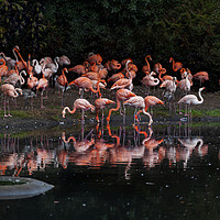 Buy canvas prints of Flamingo reflections by Leighton Collins