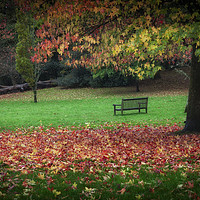 Buy canvas prints of An Autumn bench at Clyne Gardens by Leighton Collins