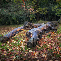 Buy canvas prints of Dead trees in Autumn at Clyne Gardens by Leighton Collins