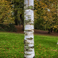 Buy canvas prints of Silver birch trees in Clyne Gardens by Leighton Collins
