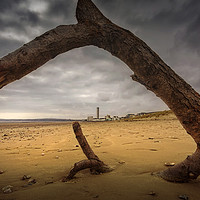 Buy canvas prints of Driftwood on Swansea Bay by Leighton Collins