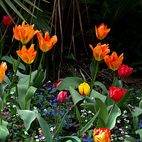 Buy canvas prints of Sprenger's tulips in bloom by Leighton Collins