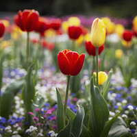 Buy canvas prints of A field of mixed tulips by Leighton Collins