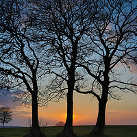 Buy canvas prints of Three trees in silhouette by Leighton Collins