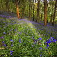 Buy canvas prints of Bluebells in Ten Acre Wood by Leighton Collins
