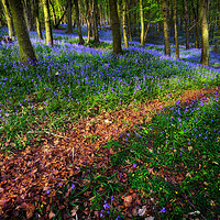 Buy canvas prints of Bluebell Wood in Margam by Leighton Collins