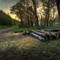 Buy canvas prints of The forest walk at Margam by Leighton Collins