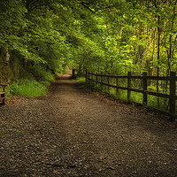 Buy canvas prints of Forest walkway with fence and bench by Leighton Collins