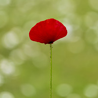 Buy canvas prints of A solo Red Poppy by Leighton Collins