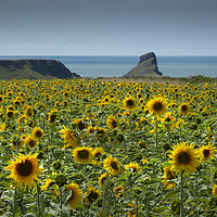 Buy canvas prints of A field of Sunflowers by Leighton Collins