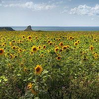 Buy canvas prints of A panoramic field of Sunflowers by Leighton Collins