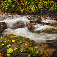 Buy canvas prints of Autumn at Melincourt Brook by Leighton Collins