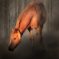 Buy canvas prints of Horse in the mist by Leighton Collins