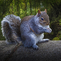 Buy canvas prints of Eastern grey or gray squirrel by Leighton Collins