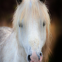 Buy canvas prints of A wet Gower pony by Leighton Collins