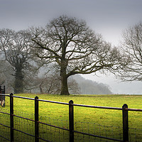 Buy canvas prints of Bare Winter trees by Leighton Collins