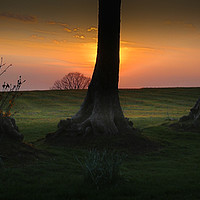 Buy canvas prints of Tree trunks at Ravenhill park by Leighton Collins