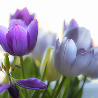 Buy canvas prints of Purple tulips by Leighton Collins